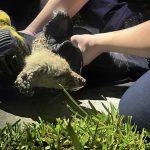 Extraction d’un jeune renard coincé dans un drain à Flagler Beach