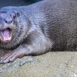 Ponton du Bremerton Marina où une loutre a entraîné un enfant sous l’eau