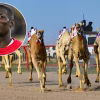 Paul Pogba investit dans une écurie de courses de chameaux en Arabie saoudite