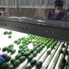 Des avocats récoltés au Michoacán, principal centre de production mexicain destiné au marché américain.