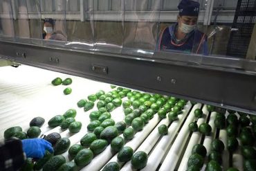 Des avocats récoltés au Michoacán, principal centre de production mexicain destiné au marché américain.