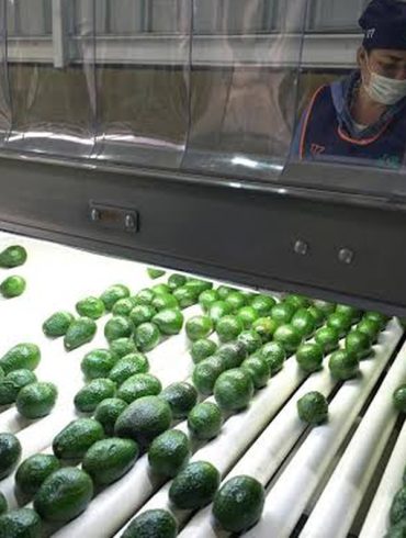 Des avocats récoltés au Michoacán, principal centre de production mexicain destiné au marché américain.
