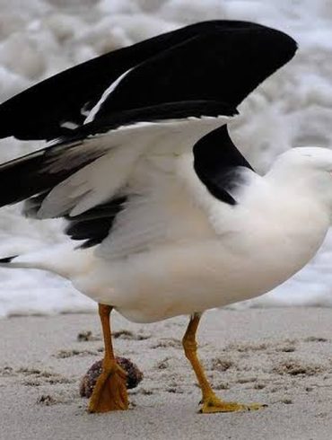 Une colonie de sternes huppées a été frappée par la première mortalité massive liée au virus H5N1 confirmée en Australie.